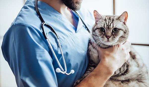 Medif for veterinary